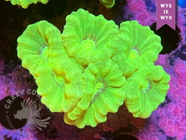 CC Caulastraea furcata (Nachzucht)